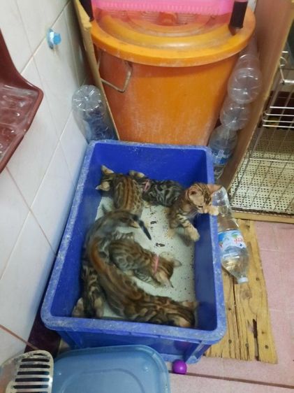 แมวเบงกอล รูปที่ 3