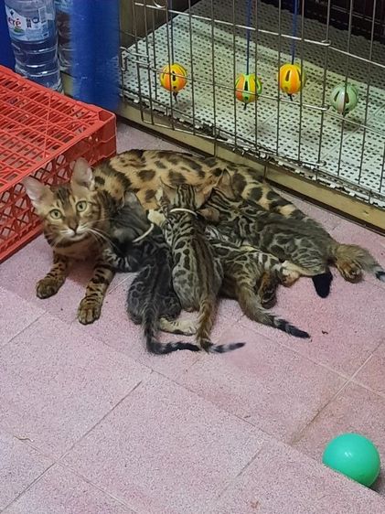 แมวเบงกอล รูปที่ 6
