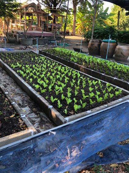 มีบางส่วน 2013 ขายบ้านพร้อมที่ดินที่เป็นสวน จำนวน 7.1ไร่ รูปที่ 4