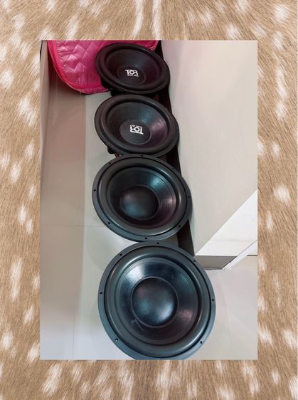 ขายดอกลำโพง 