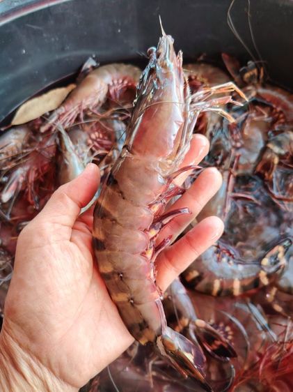 ขายกุ้งลายเสือธรรมชาติจากจันทบุรี 1ก.ก. รูปที่ 2