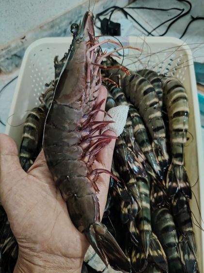 ขายกุ้งลายเสือธรรมชาติจากจันทบุรี 1ก.ก. รูปที่ 7