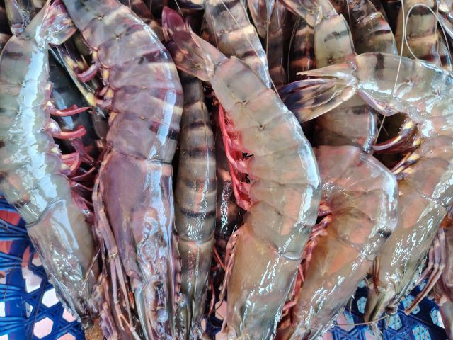 ขายกุ้งลายเสือธรรมชาติจากจันทบุรี 1ก.ก. รูปที่ 4