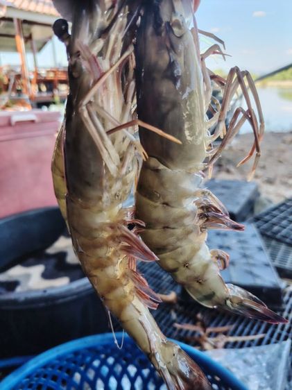 ขายกุ้งลายเสือธรรมชาติจากจันทบุรี 1ก.ก.