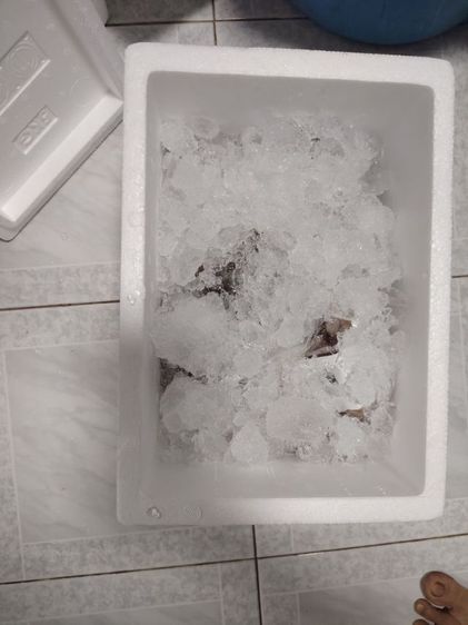 ขายกุ้งลายเสือธรรมชาติจากจันทบุรี 1ก.ก. รูปที่ 5