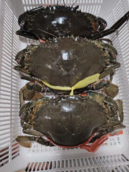 ขายปูทะเลสด ปูป่าชายเลน 1ก.ก. รูปที่ 4