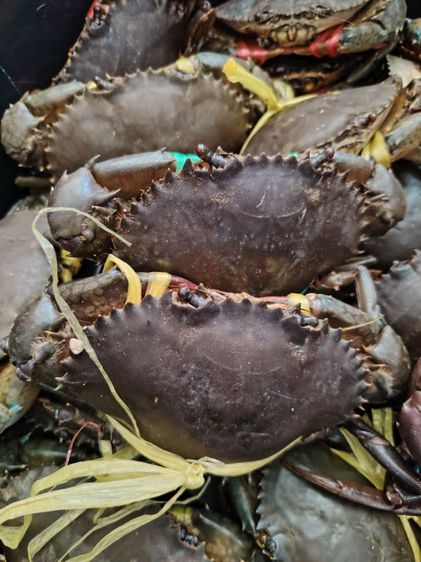 ขายปูทะเลสด ปูป่าชายเลน 1ก.ก. รูปที่ 3