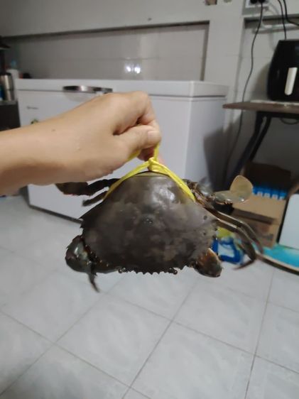 ขายปูทะเลสด ปูป่าชายเลน 1ก.ก.