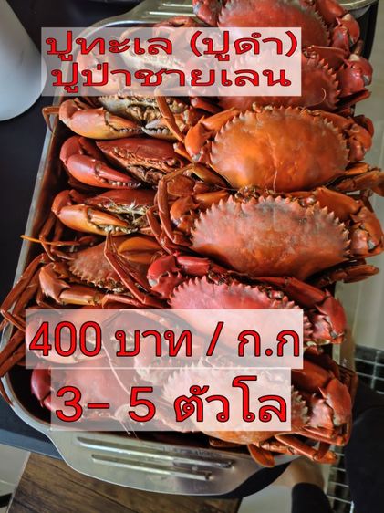 ขายปูทะเลสด ปูป่าชายเลน 1ก.ก. รูปที่ 6