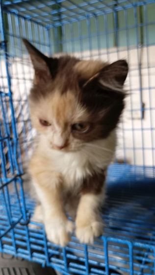 สก็อตติชเปอร์เซีย รูปที่ 5