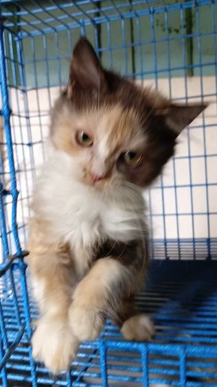 สก็อตติชเปอร์เซีย