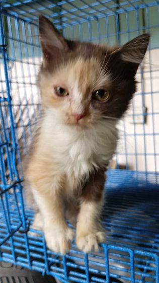 สก็อตติชเปอร์เซีย รูปที่ 4