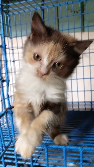 สก็อตติชเปอร์เซีย รูปที่ 2