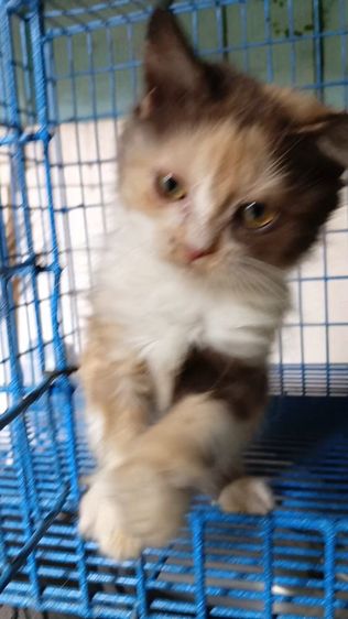 สก็อตติชเปอร์เซีย รูปที่ 8