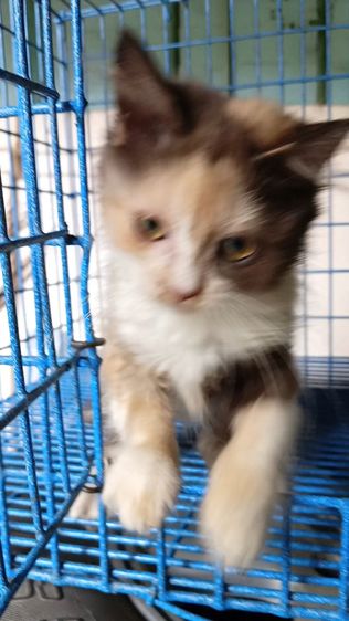 สก็อตติชเปอร์เซีย รูปที่ 7