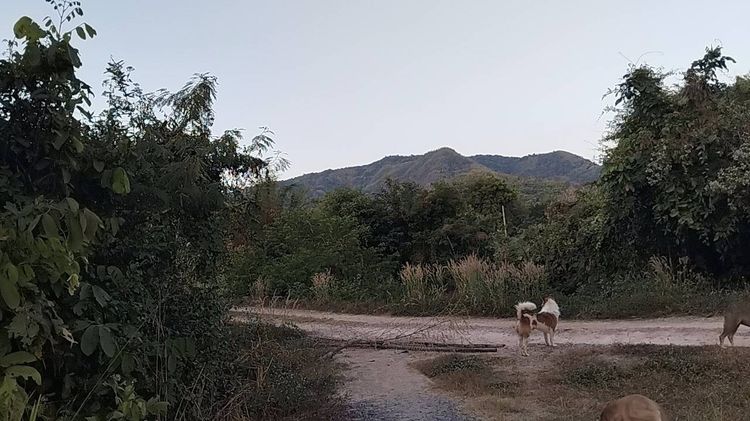 ที่ดิน 2.5 ไร่  ถมแล้วไร่ครึ่ง (1.5 ล้านบาท) ติดถนนในซอย ห่างจากถนนใหญ่ไม่ไกล จ.สระบุรี รูปที่ 4