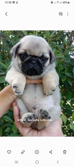 ปั๊กแท้