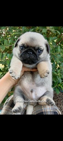 ปั๊กแท้ รูปที่ 2