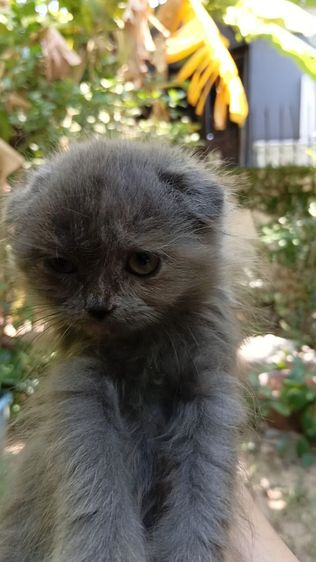 สก็อตติชเพศเมีย รูปที่ 4