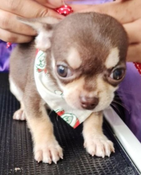 ลูกหมา รูปที่ 2