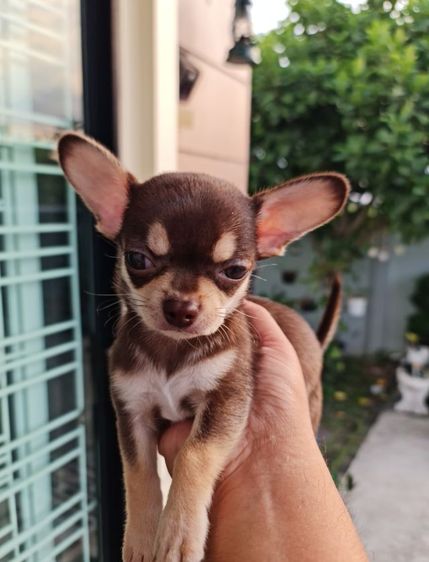 ลูกหมา รูปที่ 3