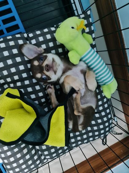 ลูกหมา รูปที่ 5