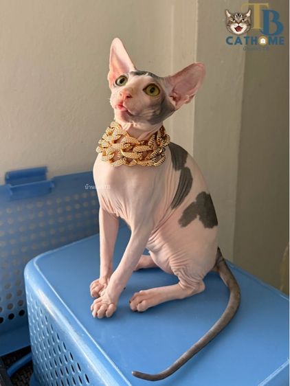 แมวสฟิงซ