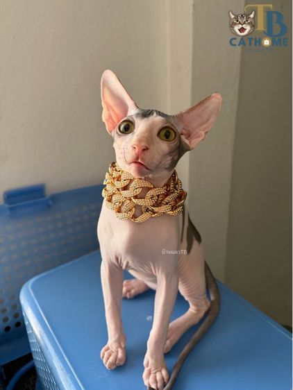 แมวสฟิงซ รูปที่ 2