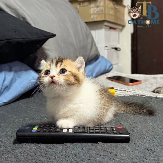 แมวขาสั้น รูปที่ 4
