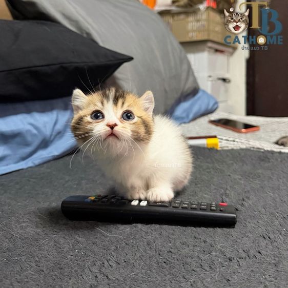 แมวขาสั้น รูปที่ 3