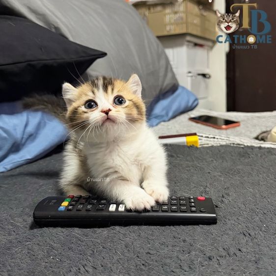 แมวขาสั้น