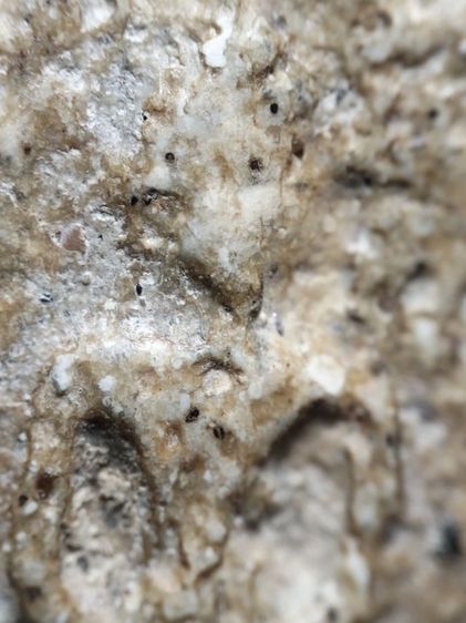 พระสมเด็จเนื้อตุ๊บตั๊บครับ รูปที่ 3