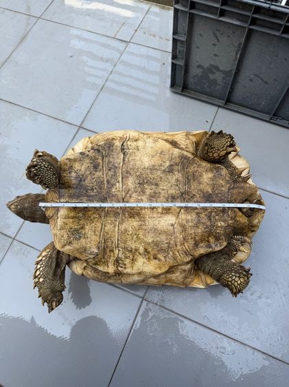 เต่าซูคาต้า รูปที่ 5