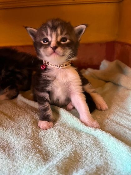 แมวเมนคูนชาย รูปที่ 17