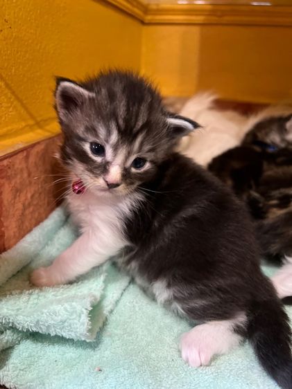 แมวเมนคูนชาย รูปที่ 16