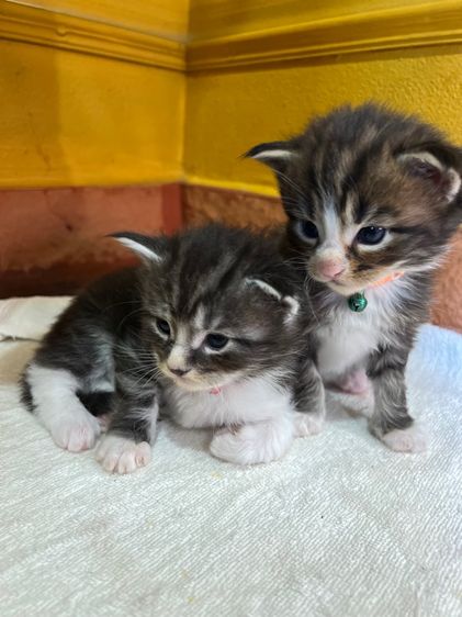 แมวเมนคูนชาย