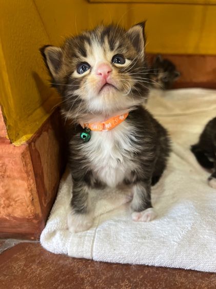 แมวเมนคูนชาย รูปที่ 11