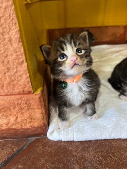 แมวเมนคูนชาย รูปที่ 8