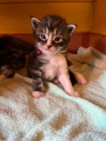 แมวเมนคูนชาย รูปที่ 18