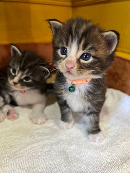 แมวเมนคูนชาย รูปที่ 14