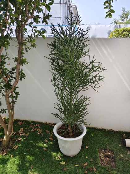 ขายต้นเขากวางออสเตรเลียพร้อมกระถางเบลล่าเนื่องจากจะย้ายบ้านค่ะ