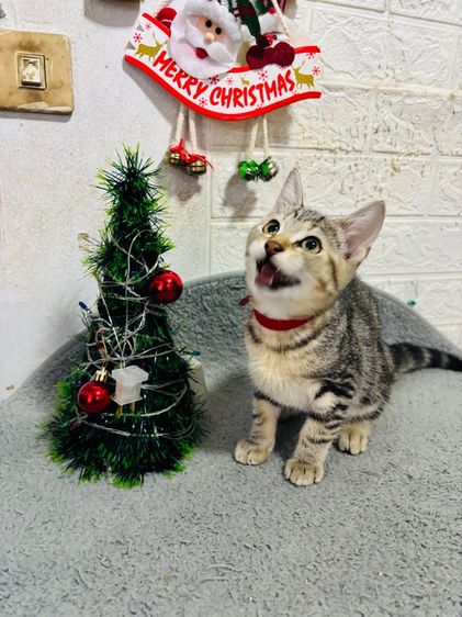 ลดประชากร สก้อตติช รูปที่ 2