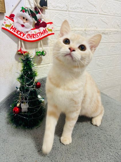 ลดประชากร สก้อตติช รูปที่ 3