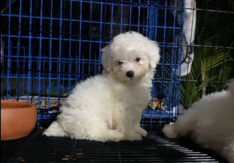 พุดเดิ้ลทอย รูปที่ 2