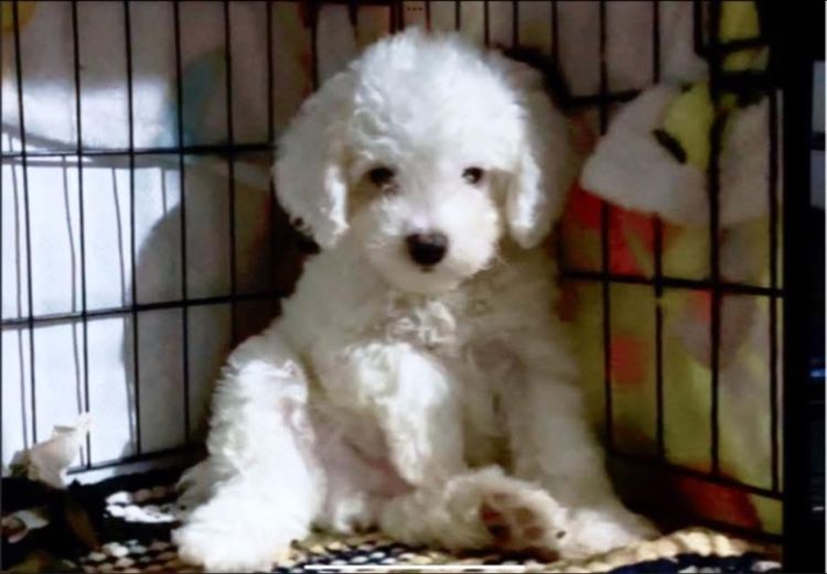 พุดเดิ้ลทอย