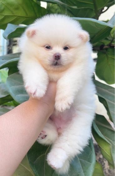 ปอมแท้ รูปที่ 2