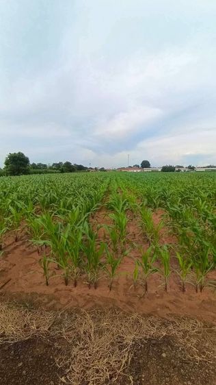 ใช่ ขายที่ดินตำบลหัวทะเลอำเภอเมืองนครราชสีมา

ขนาดที่ดิน 10 ไร่ นส 3 ก

 รูปที่ 3