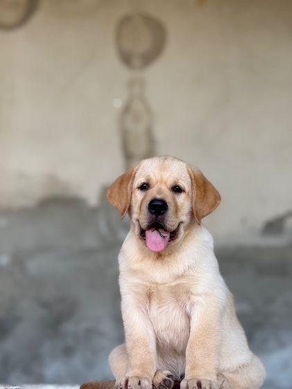 น้องลาบาดอร์แท้