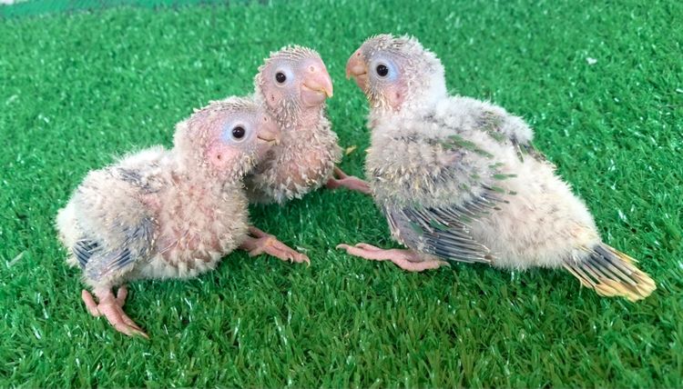 นกแก้ว กรีนชิค รูปที่ 8