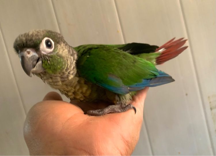 นกแก้ว กรีนชิค รูปที่ 4